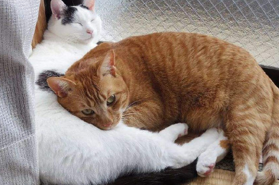猫咪突然没精神总睡觉怎么回事