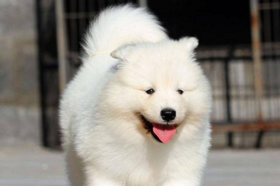 萨摩耶可以不吃狗粮吗