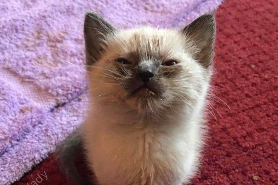 养猫脏吗