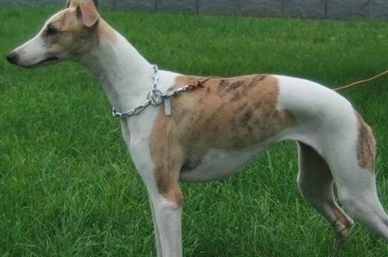 格力犬和灵缇犬的区别，掌握这4点就能快速分辨