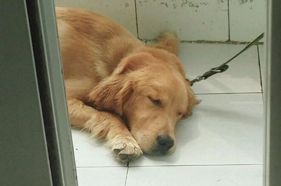 狗狗不能吃的东西