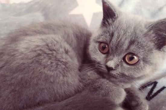 猫身上掉毛怎么办