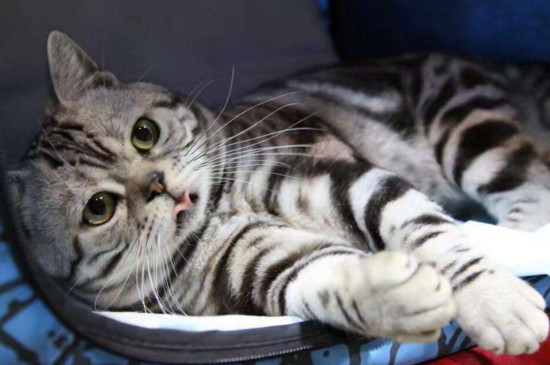 价格在1000左右的猫，好看又不贵的四种宠物猫