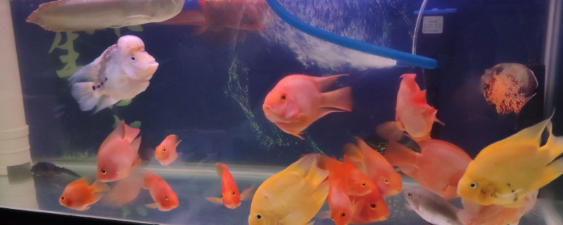 鹦鹉鱼咬龙鱼怎么处理