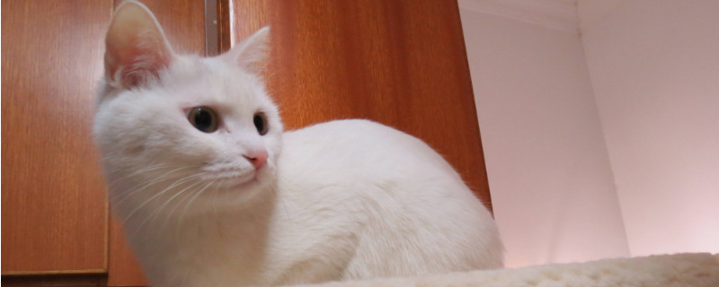 猫一块皮肤脱毛露白肉
