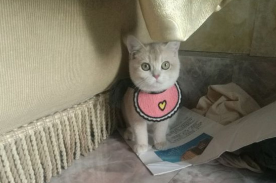 猫咪换粮软便几天能好