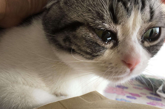 猫咪流眼泪是伤心了么