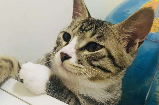 猫瘟会得两次吗