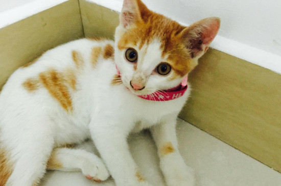 猫伸爪子怎么教育