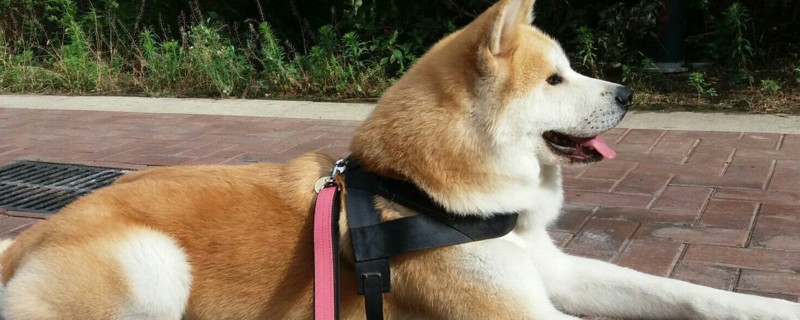 秋田犬掉毛厉害吗