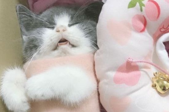 母猫绝育后护理