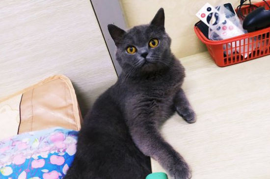 猫怀孕流眼泪怎么回事