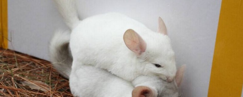 龙猫夏天可以剃毛吗