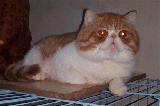 加菲猫饲养攻略