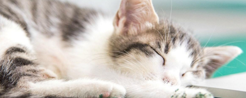 小猫乱尿乱拉屎怎么办