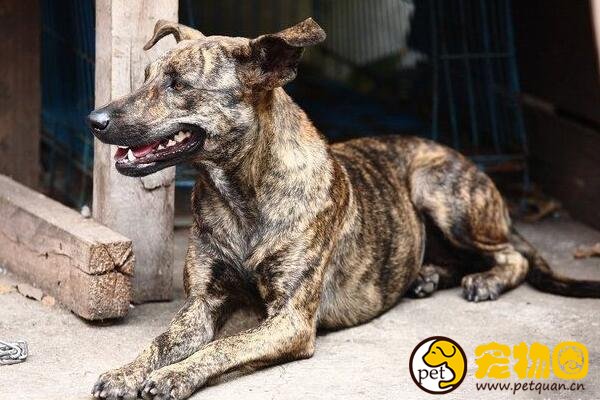 虎斑犬能旺主人，曾是清代乾隆御园十大名猎犬之一