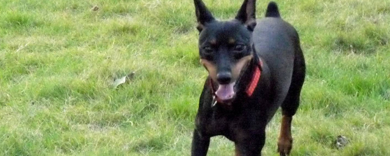 养小鹿犬后悔了怎么办