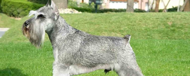 适合家养的小型犬