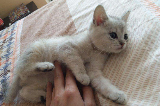 猫舔毛是有虱子吗