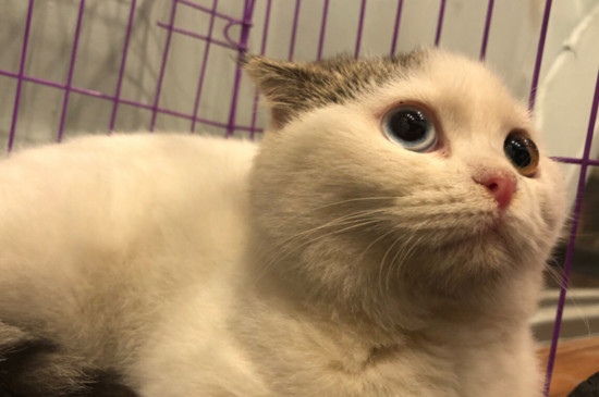 猫包可以上地铁吗