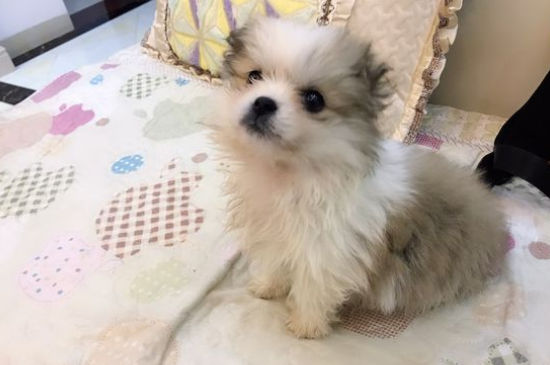狗发出低吼声要打吗