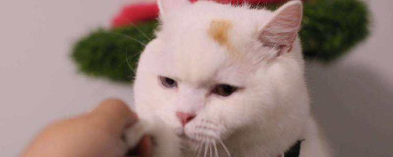 怎样训练猫咪不要玩水