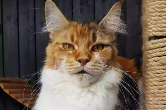 怎样挑选缅因猫