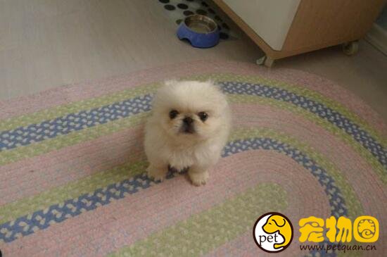 如何训练狗狗转圈