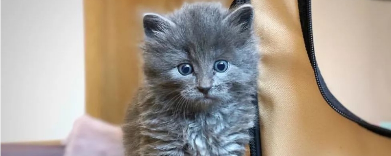 小猫拉稀不吃饭