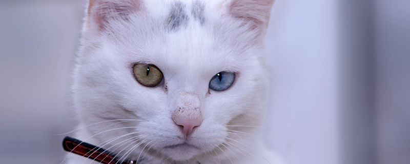 波斯猫好养吗