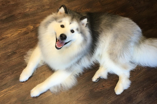 阿拉斯加冬天怕冷吗，不怕冷成犬能承受-20℃温度