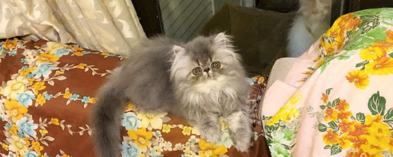为什么很少人养波斯猫