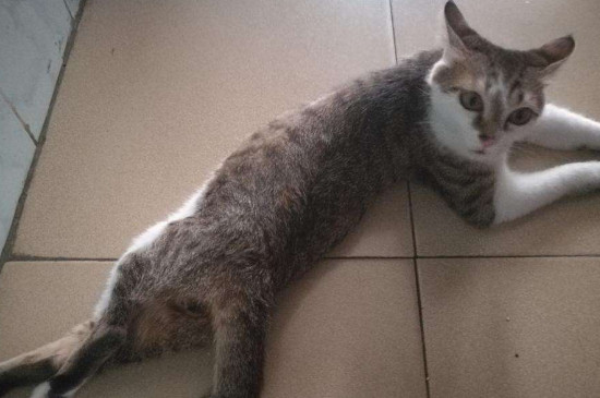 土猫容易生病吗