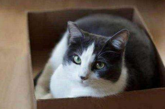 把小猫关起来会恨人吗，小猫关笼子里后果