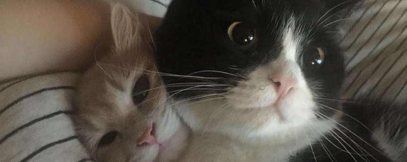 怎么让猫毛发亮