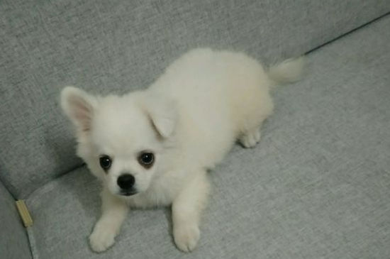 狗狗脸部肿胀