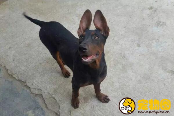 中国山红犬是六犬杂交，被德牧挤出市场(曾上万元一只)