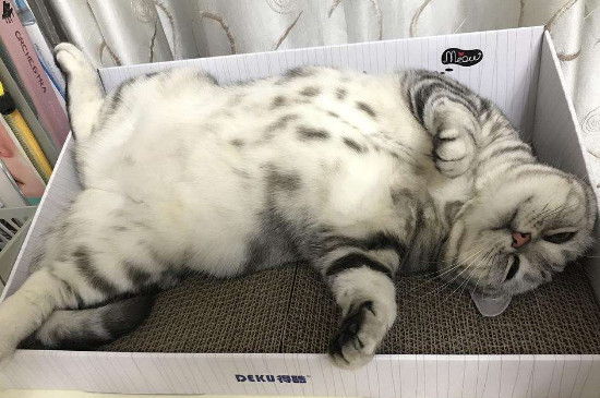 猫腹水摸起来什么感觉