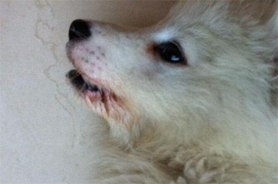狂犬病狗的症状