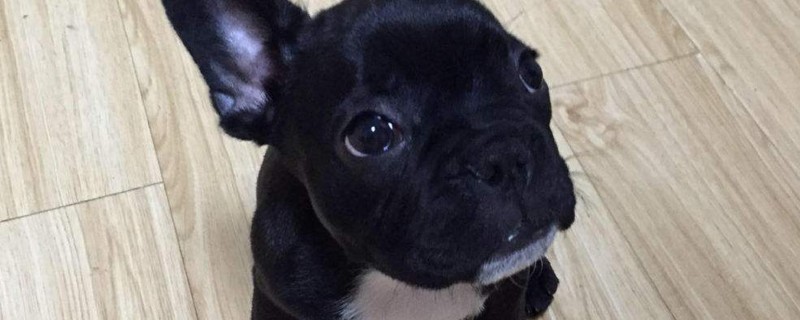 法斗细小症状