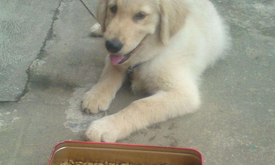 成犬粮和幼犬粮的区别，营养成分和消化难易程度不同
