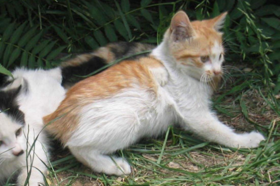 流浪猫的危害