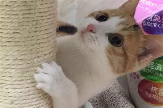 饥饿能驯服猫吗
