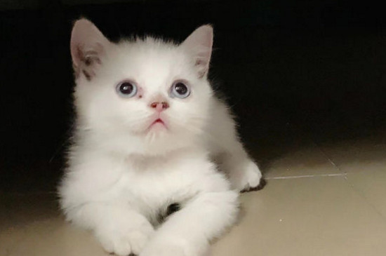 猫咪嗓子哑了叫不出声