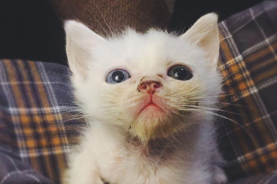 猫咪流眼泪是伤心了么