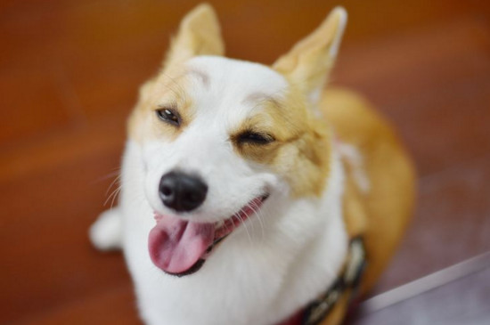 幼犬可以不打疫苗吗