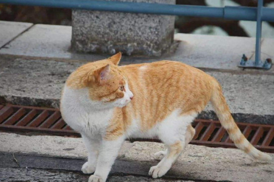 小猫为什么喜欢扑人