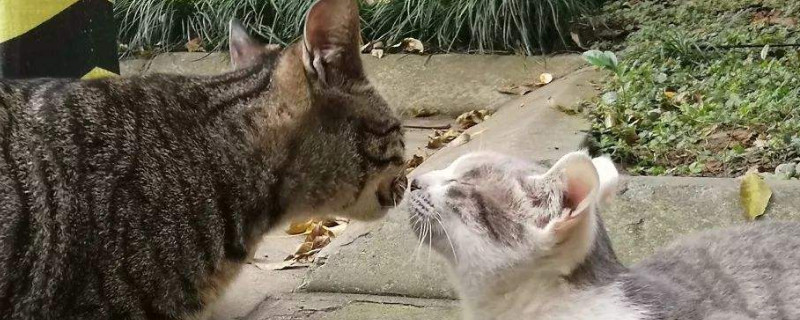 猫咪为什么要嘶嘶叫