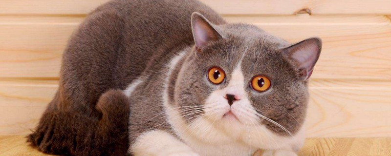 英短蓝猫如何配出正八