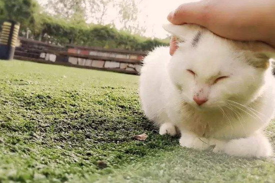 怎么撸猫